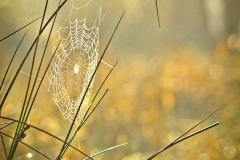 Autumn Morning _2723