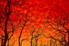 Burnt _ 6478