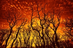 Burnt _6496