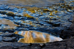 Reflected Light - Rockpool Detail _8699 A