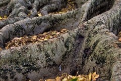 Morton Bay Fig - Detail_9721A