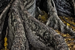 Morton Bay Fig - Detail_9743 A