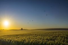 Hot Air Balloons at Sunrise _0641