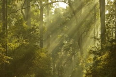 Morning light _ Pemberton Karri Forest_1597