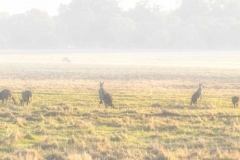 Whiteman Kangaroos in the fog _Panorama