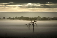 Whiteman Sunrise & Tree.