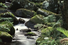 Tropical Stream _ 25