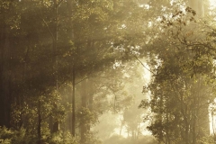 Morning light _ Pemberton Karri Forest