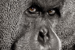 2943 Sumatran Male Orang utan BW eyes warm