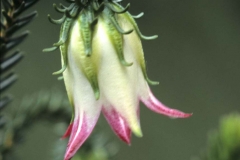 Darwiniia Meeboldii 59