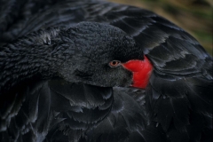 Black Swan copy
