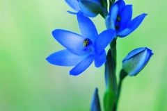 Blue Lady Orchid