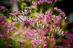 Butterflies