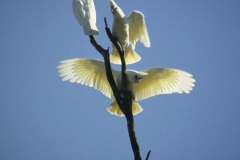 Cockatoos 2