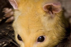 Honey Possum