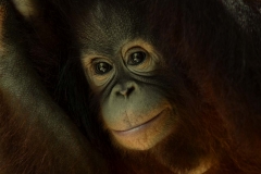 Baby Orangutan