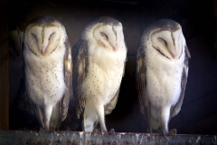 Barn Owls _IGP1253