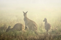 Kangaroos in Fog _IGP2712 E