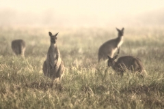 Kangaroos in fog _IGP2720 B