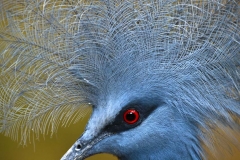 Victoria Crowned Pigeon _IGP2740_1