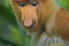Proboscus Monkey _IGP2781