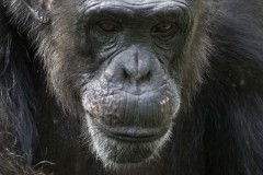 Chimpanzee _IGP3226