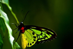 Birdwing Butterfly _IGP3584