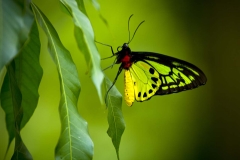 Birdwing Butterfly _IGP3601