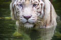 White Tiger, cooling off_IGP3778