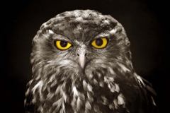 Barking Owl _IGP4257 S
