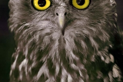Barking Owl _IGP4262A S