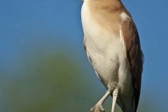 Night Heron _IGP4436