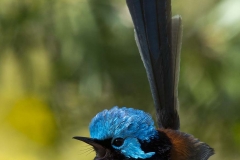 Blue Wren_IGP8246
