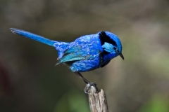 Splendid Wren_IGP8396