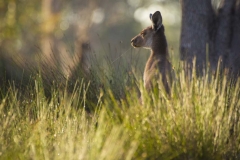 Kangaroo feeding_IMG0293