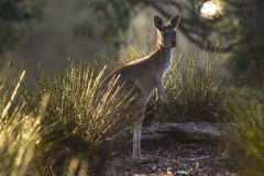 Kangaroo Feeding _IMG0297