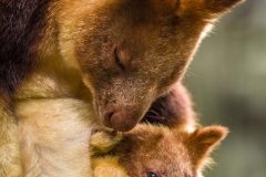 Tree Kangaroo with baby_IMG0787