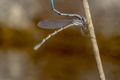 Damsel Flies, mating_IMG1225 copy