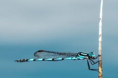 Blue Damsel Fly _IMG1227 copy