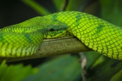 Green Viper _IMG3294