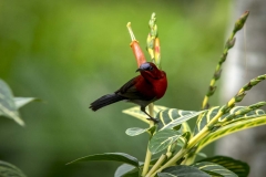 Scarlet Sunbird_IMG3920