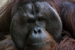 Mature Male Orangutan_IMG4121