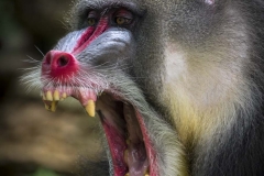 Mandrill_IMG4152