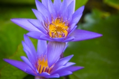 Purple Water Lillies_IMG4389