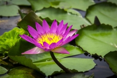 Pink Waterlilly_IMG4398