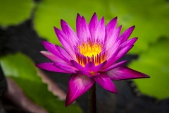 Pink Waterlilly_IMG4402