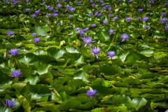 Water Lillies_IMG4409