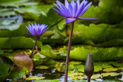 Purple Water Lillies_IMG4410