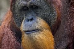Male Orangutan _IMG5351