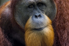 Male Orangutan _IMG5357